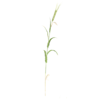 3D rendering of Setaria grass isolated on transparent canvas png