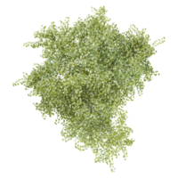 Top view of birch tree isolated on transparent Canvas png