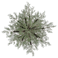 Green Pine tree isolated on transparent Canvas from top view png