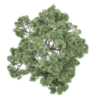 Collection of Oak tree isolated on transparent Canvas from the top view png