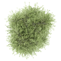 Top view of Olive tree isolated on transparent Canvas png
