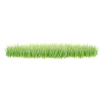 3d rendering of green grass on Transparent Canvas png
