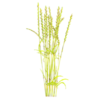 3D rendering of Cynosurus cristatus grass isolated on transparent canvas png