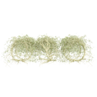 3D rendering of Kayu angin isolated on transparent canvas png