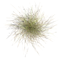 3d illustration of Wild Field Grass isolated on transparent canvas from the top view png