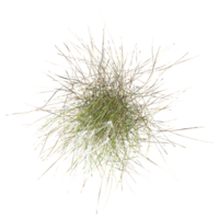 Beautiful shape of green grass isolated on transparent Canvas from the top view png