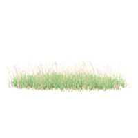 3D rendering of Cattail grass isolated on transparent canvas png