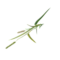 Top view of green wild grass isolated on transparent Canvas png