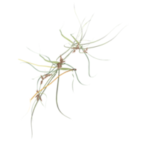 3d illustration of wild grass isolated on transparent Canvas from top view png