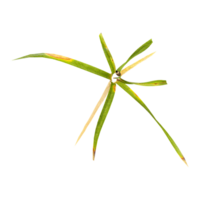 green wild grass isolated on transparent Canvas from top view png