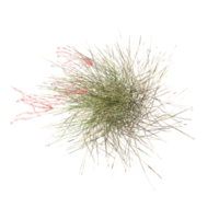 collection of Wild Field Grass isolated on transparent canvas from the top view png