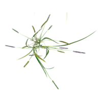 3D rendering of green wild grass isolated on transparent canvas from top view png