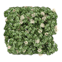 collection of Cheesewood flower plant isolated on transparent Canvas from the top view png