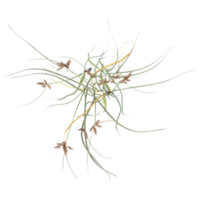 wild grass isolated on transparent Canvas from top view png