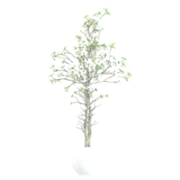 3D rendering of Cornus officinalis in pot isolated on transparent canvas png