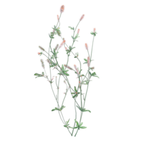 3D rendering of Hare's-foot clover isolated on transparent canvas png