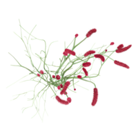 beautiful Sanguisorba officinalis plants isolated on Canvas from top view png