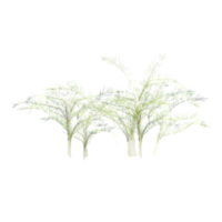 3d Rendering Of wild grass on Transparent Canvas png