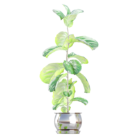 3D rendering of Fiddle-leaf fig in pot isolated on transparent canvas png