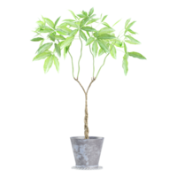 3D rendering of Guiana Chestnut in pot isolated on transparent canvas png