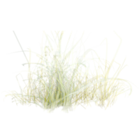 3d Rendering Of green wild grass on Transparent Canvas png