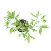 3D rendering of Guiana Chestnut in pot isolated on transparent canvas from the top view png