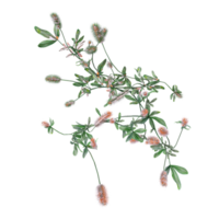 3D rendering of Hare's-foot clover isolated on transparent canvas from top view png