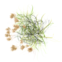 Topview of Nut grass with plant isolated on transparent Canvas png