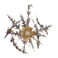 3d illustration of Carlina acaulis isolated on transparent Canvas from top view png