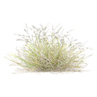 beautiful grass isolated on Canvas png