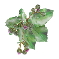 3d illustration of Burdock plants and grass isolated on transparent canvas from top view png