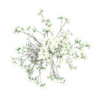 3D rendering of Cornus officinalis in pot isolated on transparent canvas from top view png