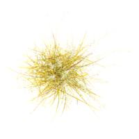 3d Rendering Of wild grass on Transparent Canvas from the top view png