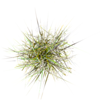 3d Rendering Of green wild grass on Transparent Canvas from the top view png