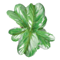 3D rendering of Fiddle-leaf fig in pot isolated on transparent canvas from top view png