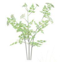 3D rendering of hervil isolated on transparent canvas png