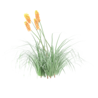 3d rendering of Red hot poker isolated on transparent Canvas png