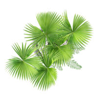 3D rendering of Livistona chinensis in pot isolated on transparent canvas from top view png