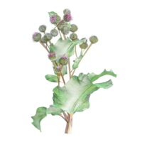 collection of Burdock plants with realistic style png