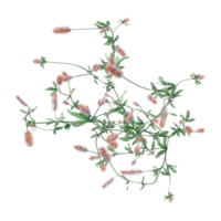 Green Hare's-foot clover isolated on transparent Canvas from the top view png