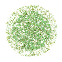 3d illustration of Artemisia vulgaris isolated on transparent Canvas from the top view png