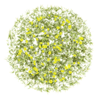 3d illustration of Bermuda buttercup isolated on transparent Canvas from top view png