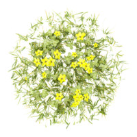Bermuda buttercup isolated on transparent Canvas from top view png