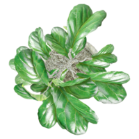 collection of Fiddle-leaf fig in pot with realistic style from top view png