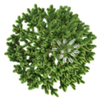 Green beautiful Schinus terebinthifolius tree isolated on Canvas from top view png