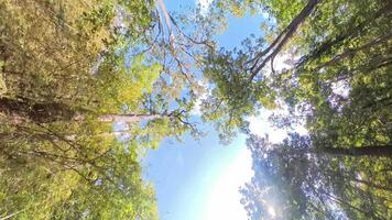 Looking up forest perspective sky on a serene road surrounded by lush greenery and tall trees, with sunlight filtering through the branches on a clear day. video