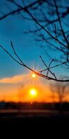 A tree branch with a sun shining through it photo
