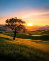 A tree stands in a field with a beautiful sunset in the background photo