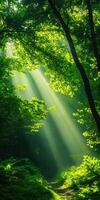 A forest with sunlight shining through the trees photo