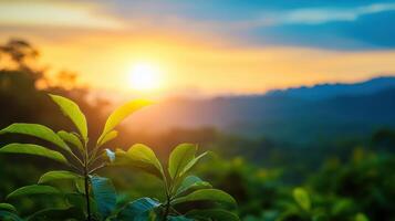 A leafy green plant is in front of a beautiful mountain range with a bright sun photo